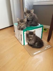 Kittens available