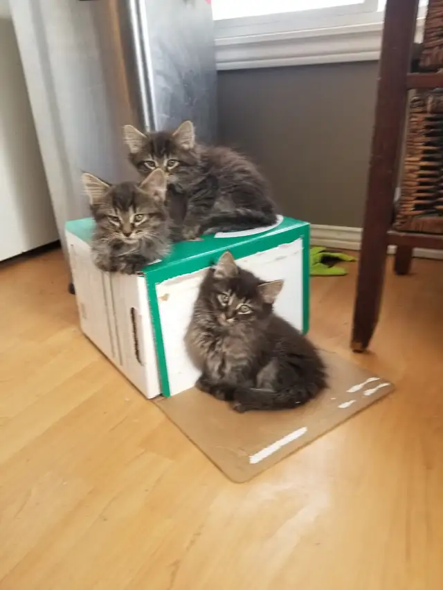 Kittens available - Photo 2