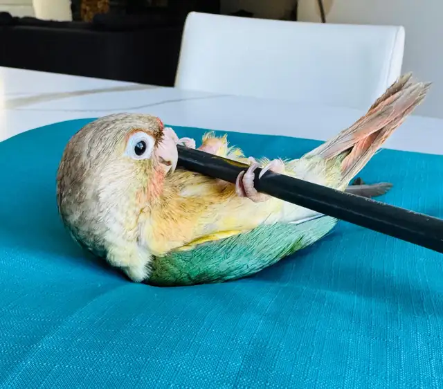 handtame and super friendly conure babies