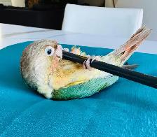 handtame and super friendly conure babies