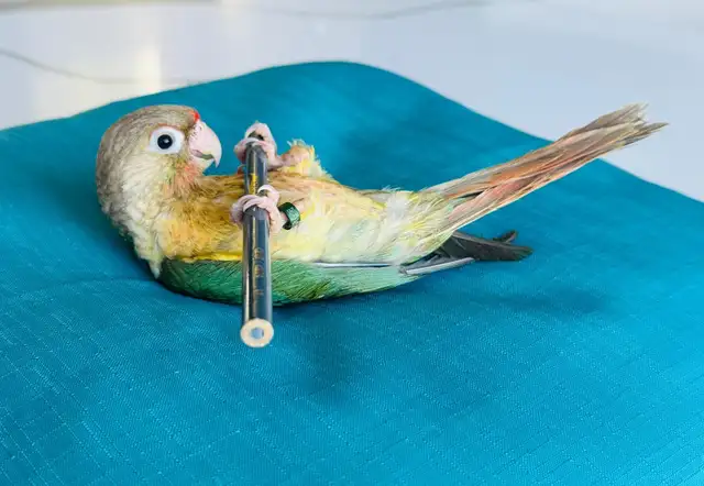 handtame and super friendly conure babies - Photo 2