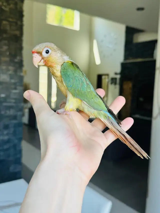 handtame and super friendly conure babies - Photo 3