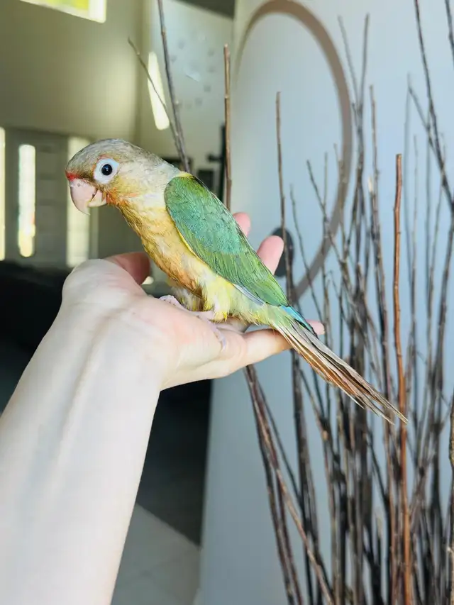 handtame and super friendly conure babies - Photo 4