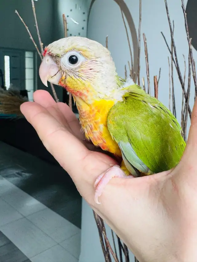 handtame and super friendly conure babies - Photo 5