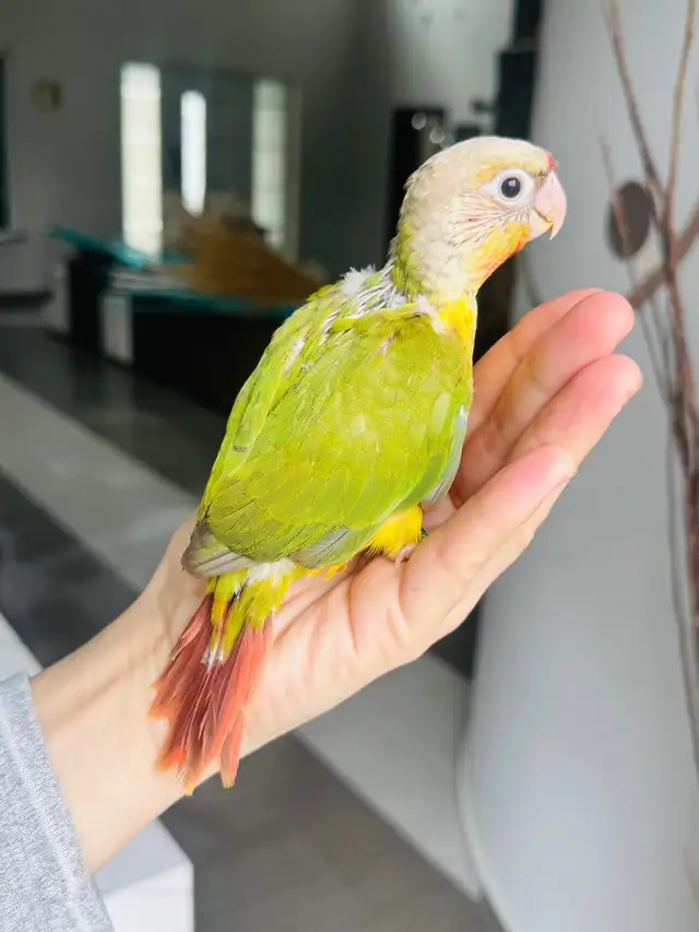 super friendly and handtame conures - Photo 6