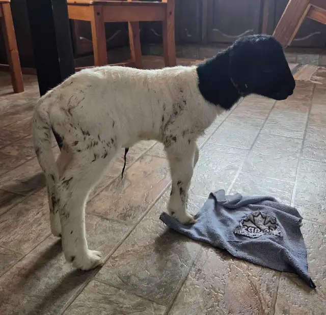 full blood dorper  ram lamb