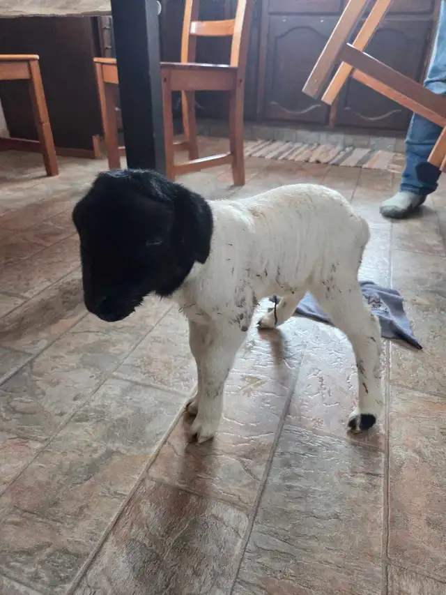 full blood dorper  ram lamb - Photo 2