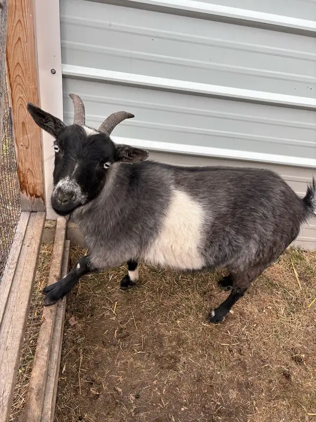 Nigerian Dwarf Goat
