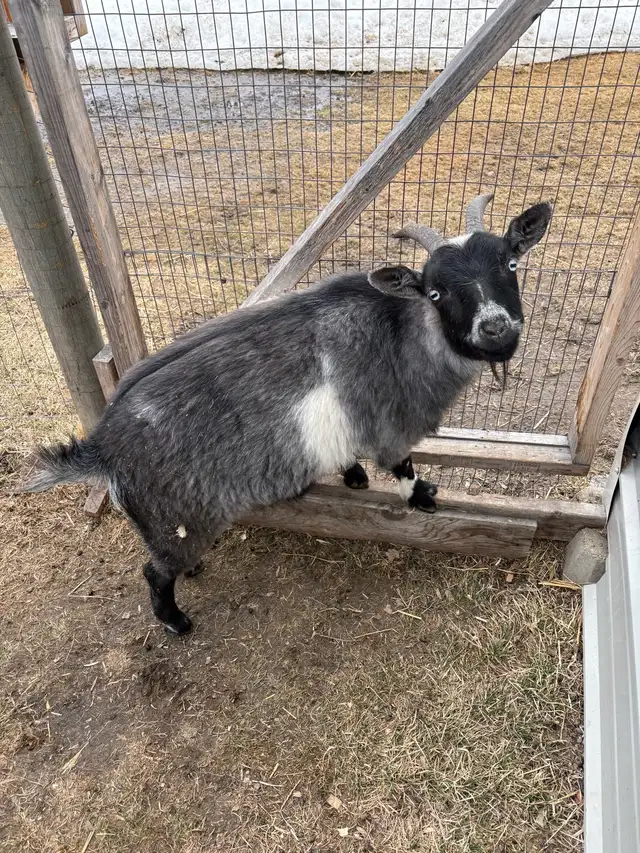 Nigerian Dwarf Goat - Photo 2