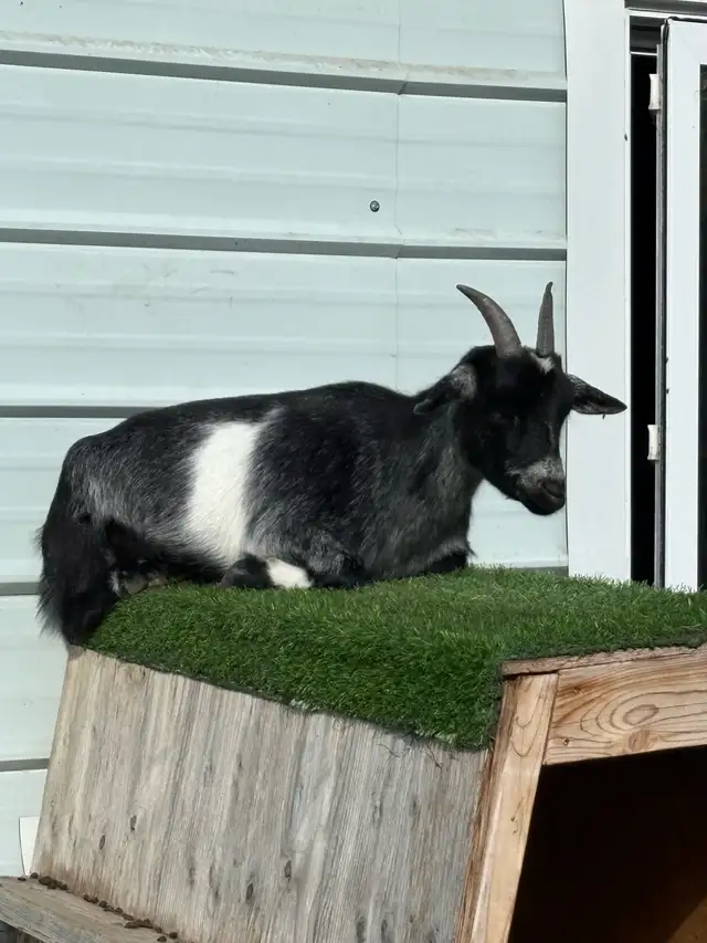 Nigerian Dwarf Goat - Photo 4