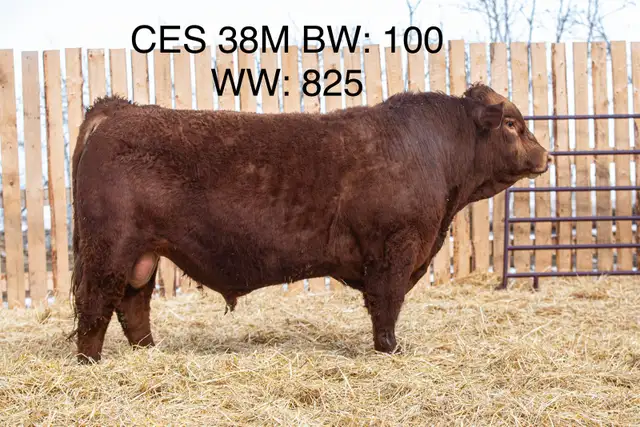 2yr old red Simmental Bull