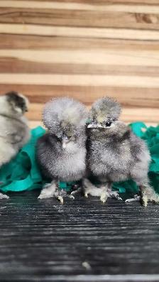 Silkies, Silkie Frizzles, Satin Silkies, Satin Silkie Frizzles