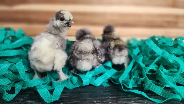 Silkies, Silkie Frizzles, Satin Silkies, Satin Silkie Frizzles - Photo 2