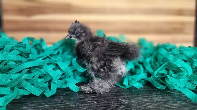 Silkies, Silkie Frizzles, Satin Silkies, Satin Silkie Frizzles - Photo 3