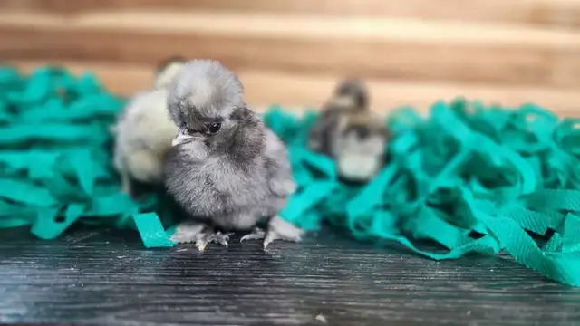 Silkies, Silkie Frizzles, Satin Silkies, Satin Silkie Frizzles - Photo 4