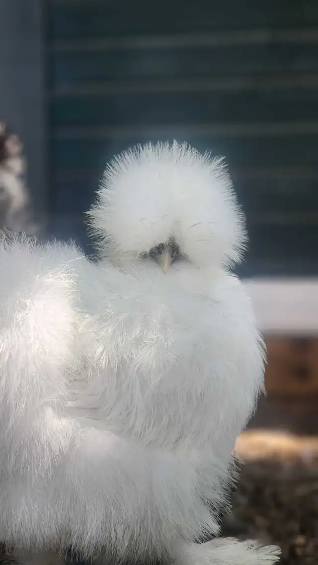 Silkies, Silkie Frizzles, Satin Silkies, Satin Silkie Frizzles - Photo 7