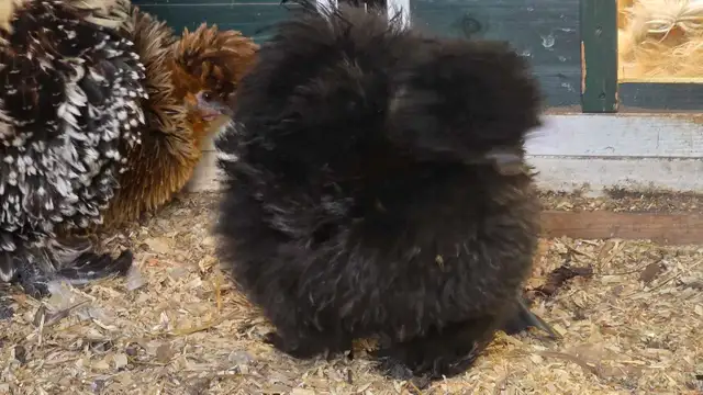 Silkies, Silkie Frizzles, Satin Silkies, Satin Silkie Frizzles - Photo 8