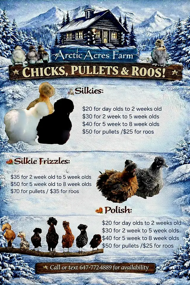 Silkies, Silkie Frizzles, Satin Silkies, Satin Silkie Frizzles - Photo 10