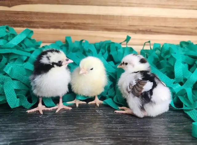 Spangled Old English Bantam Chicks