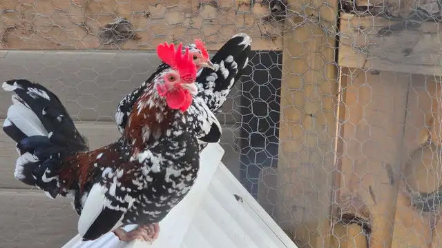 Spangled Old English Bantam Chicks - Photo 2