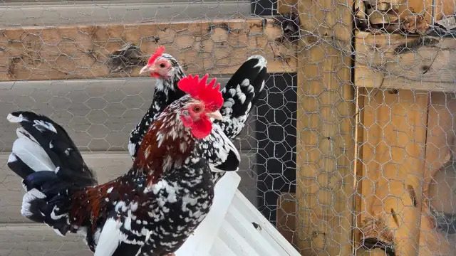 Spangled Old English Bantam Chicks - Photo 3