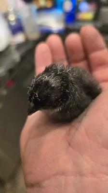 Silver Birchen Modern Game Bantam Chicks