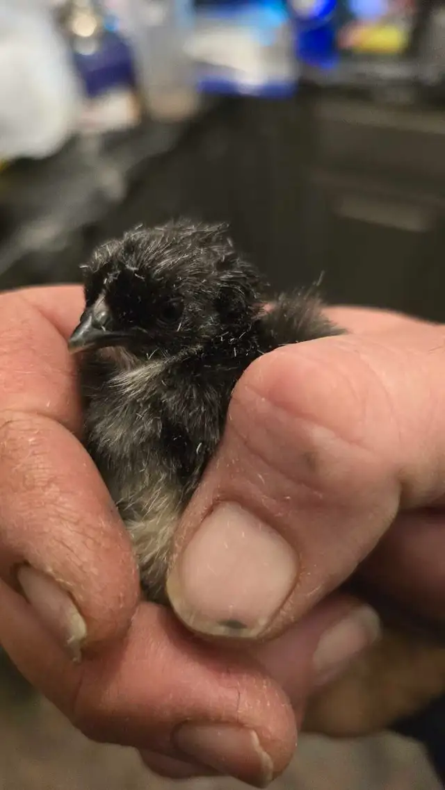 Silver Birchen Modern Game Bantam Chicks - Photo 2