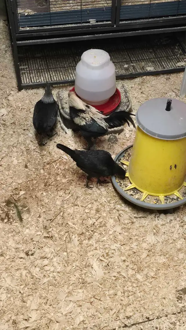 Silver Birchen Modern Game Bantam Chicks - Photo 3