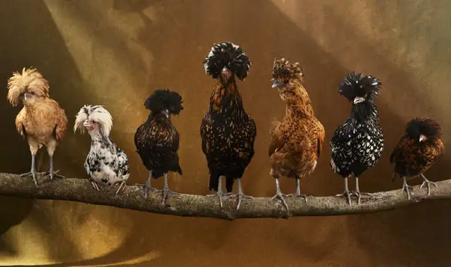 Polish Chicks, Pullets and Roos