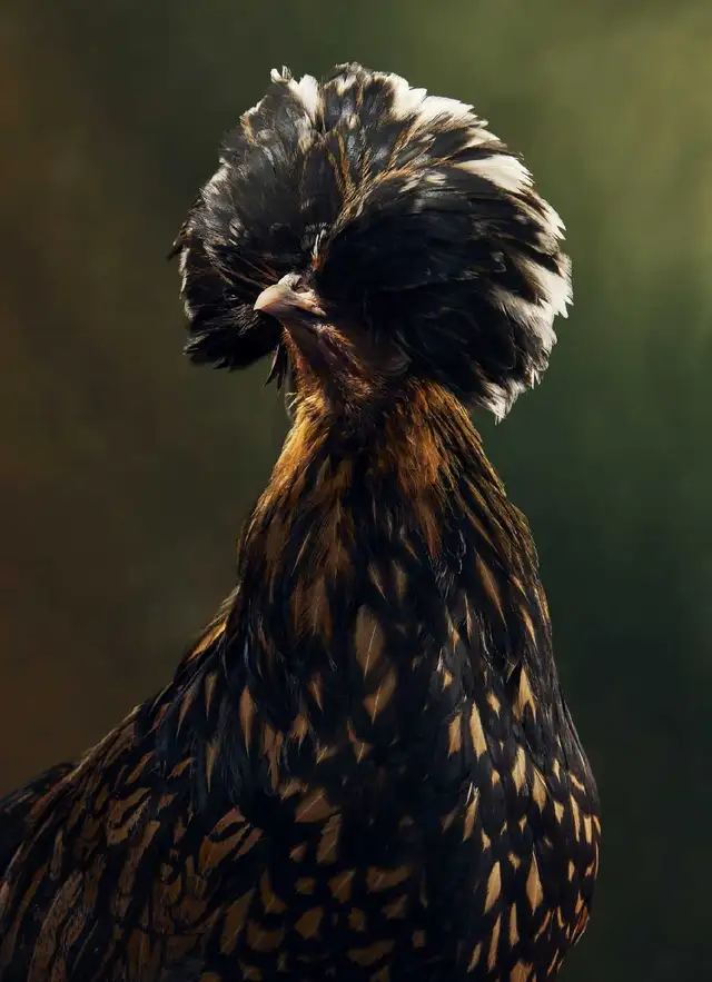 Polish Chicks, Pullets and Roos - Photo 2