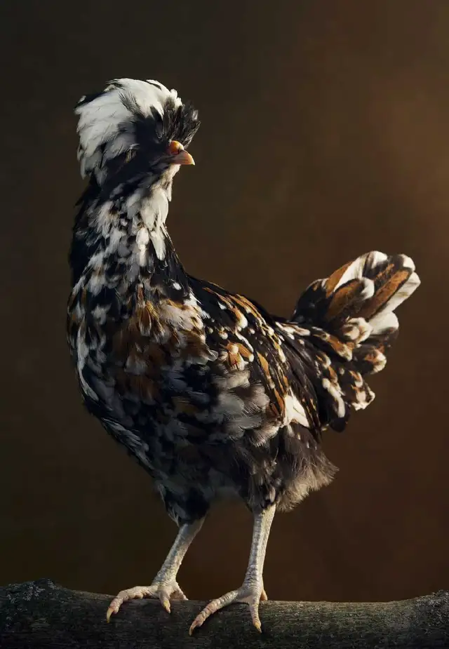 Polish Chicks, Pullets and Roos - Photo 3