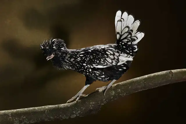 Polish Chicks, Pullets and Roos - Photo 4