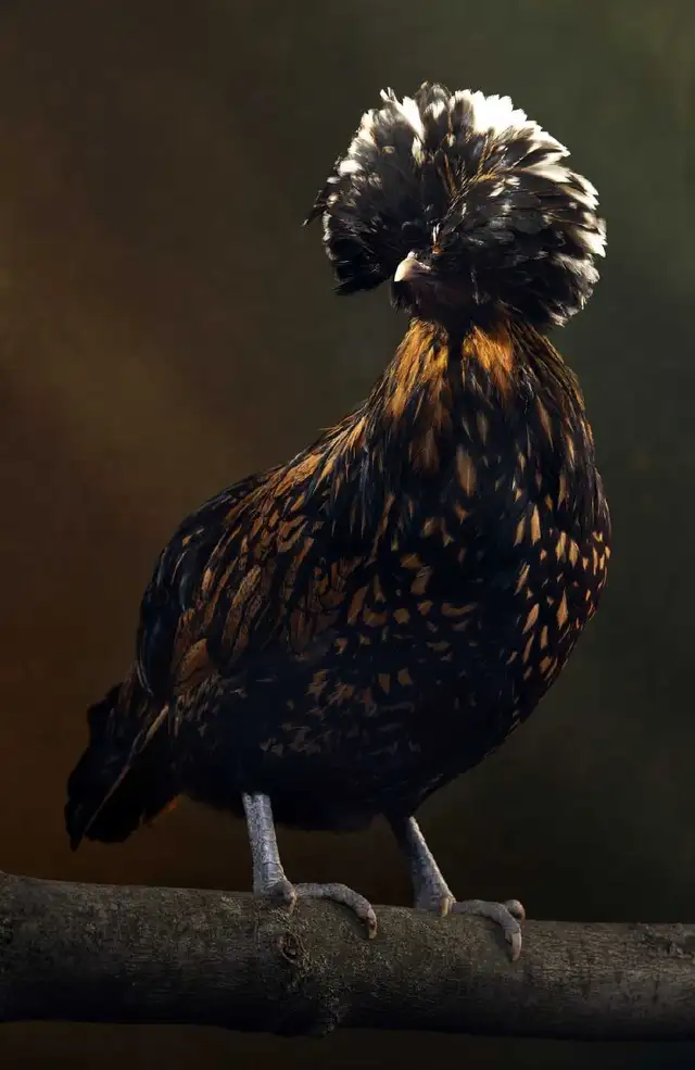 Polish Chicks, Pullets and Roos - Photo 5