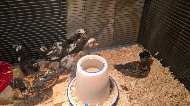 Polish Chicks, Pullets and Roos - Photo 6