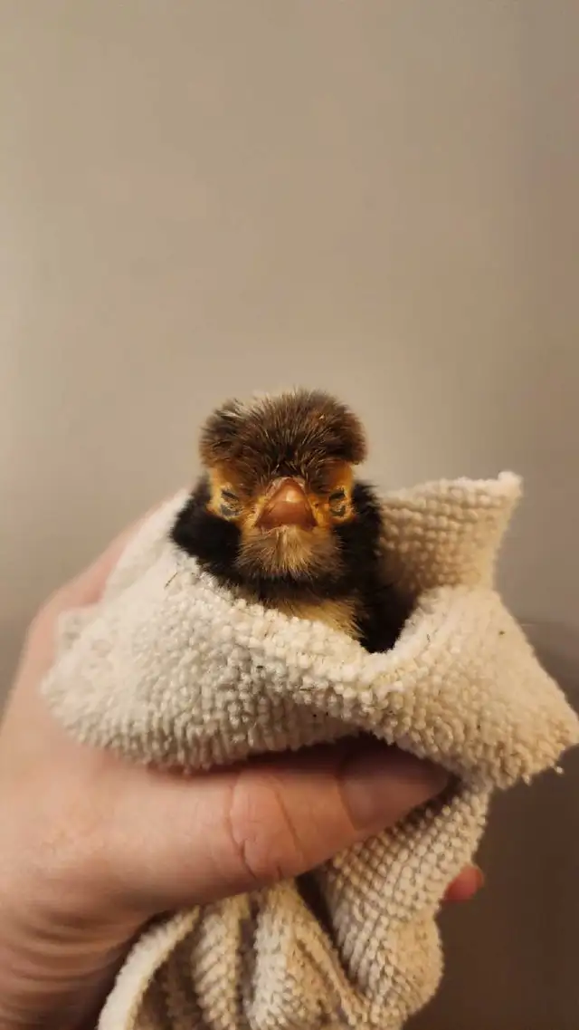 Polish Chicks, Pullets and Roos - Photo 7