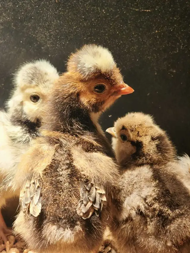 Polish Chicks, Pullets and Roos - Photo 8