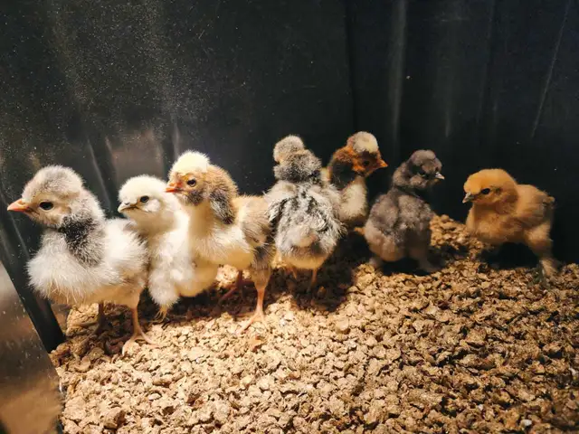 Polish Chicks, Pullets and Roos - Photo 9