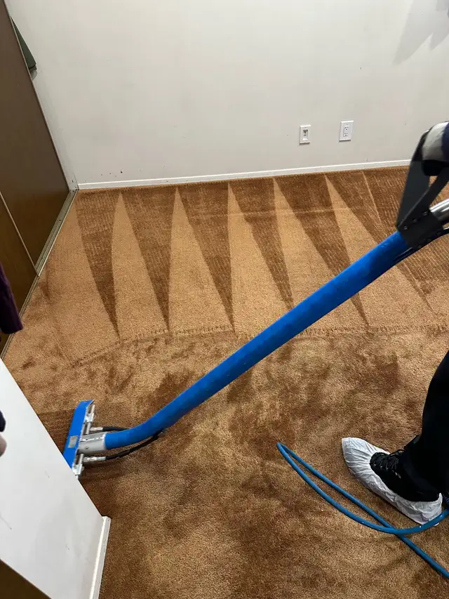 professional carpet cleaning company - Photo 3