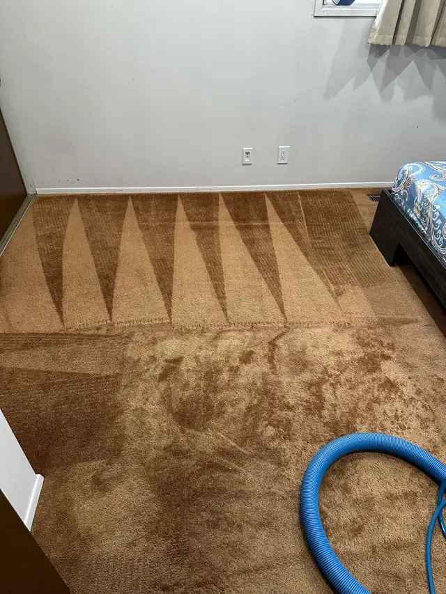 professional carpet cleaning company - Photo 4