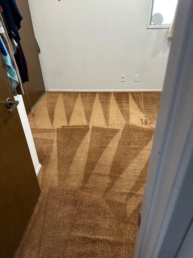 professional carpet cleaning company - Photo 5