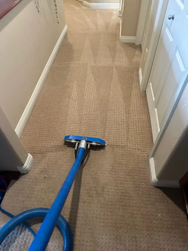 professional carpet cleaning company - Photo 7