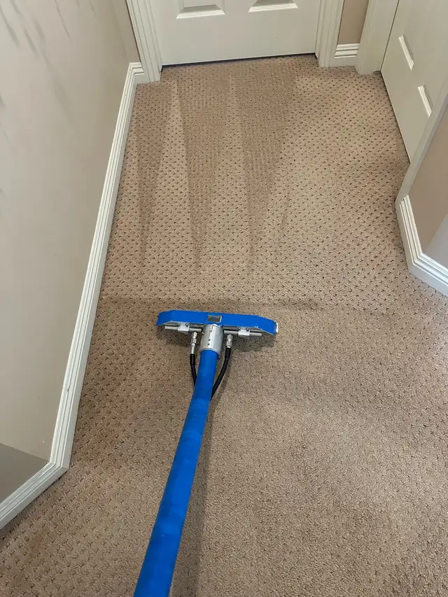 professional carpet cleaning company - Photo 8