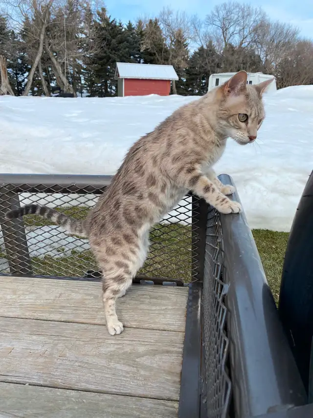 Male  Bengal Cat