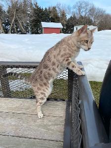 Male  Bengal Cat