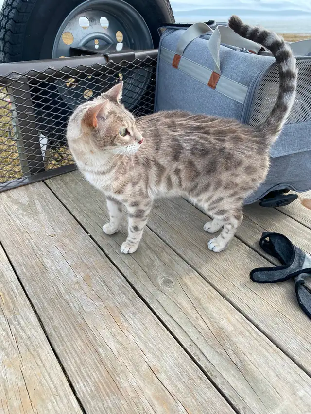 Male  Bengal Cat - Photo 2