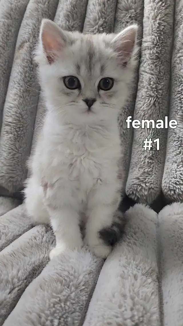 Scottish Kittens - Photo 2