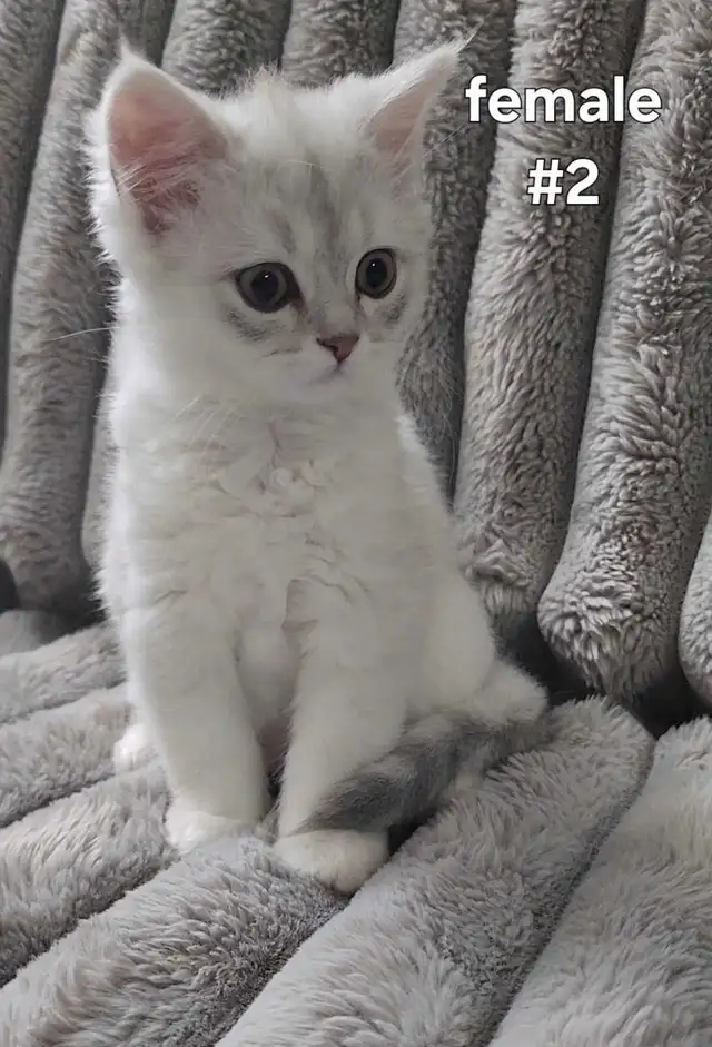 Scottish Kittens - Photo 3