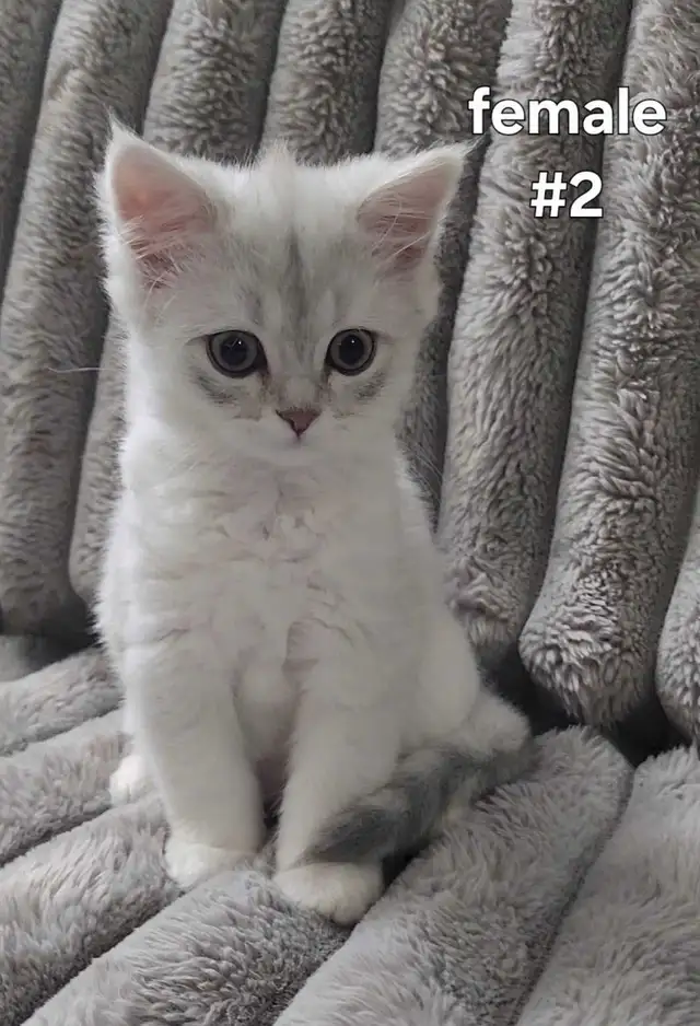 Scottish Kittens - Photo 4