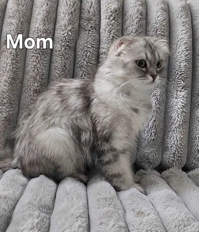 Scottish Kittens - Photo 5