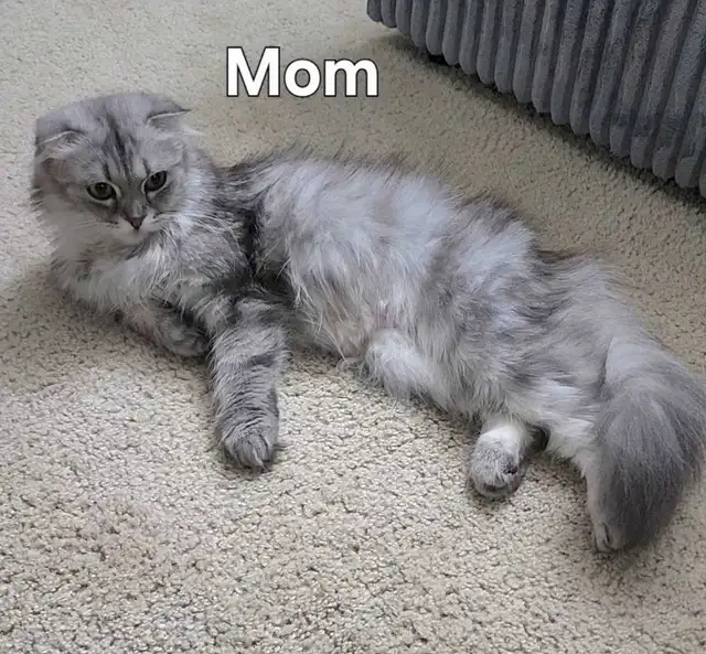 Scottish Kittens - Photo 6